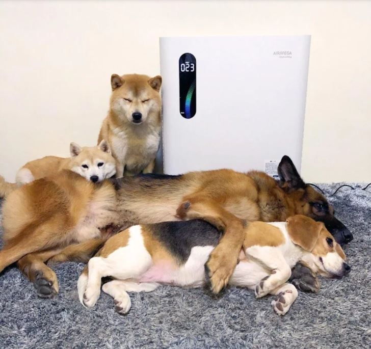 코웨이는 대만에서 대기 오염과 초미세먼지(PM2.5)로 인해 발생하는 질병과 반려동물 털 알레르기 등을 위해 해결하기 위해 펫 공기청정기 3M 극지(Jizhi)를 출시했다. (사진=코웨이)