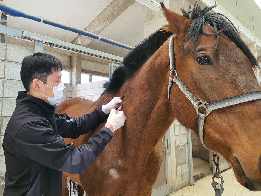 마사회는 국내 등록마 1만9500여 두를 대상으로 말인플루엔자와 선역 백신을 접종한다. (사진=마사회)
