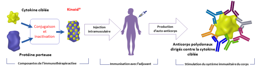 종근당 파트너사 네오벡스가 메신저리보핵산(mRNA) 기술에 대한 국제 특허를 출원했다. 사진은 네오백스 자체 기술 키노이드 도식도.(사진=네오백스)