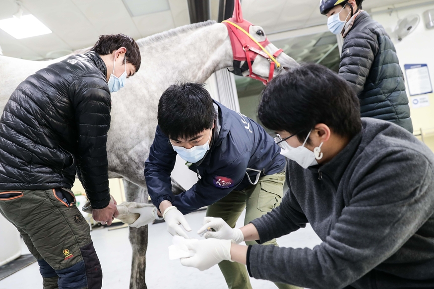 마사회는 부상마 진료와 재활지원 사업을 시행해 오고 있다. 사진은 경주마 치료에 힘쓰는 한국마사회 진료부 수의사들. (사진=마사회)