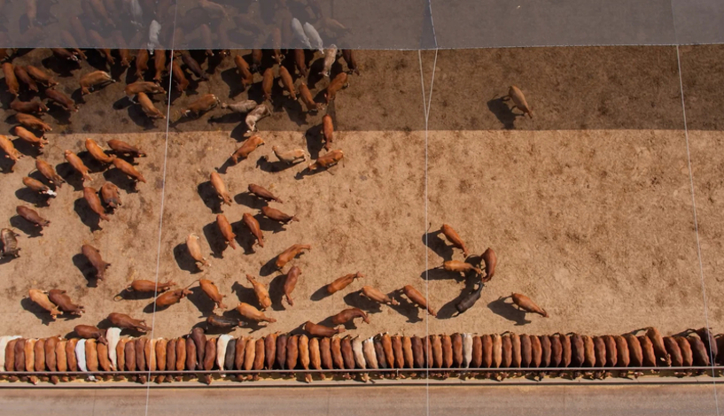 롯데상사가 품은 샌달우드, 호주 비육장 15위 선정…K-축산 경쟁력 입증