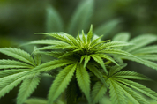 美 37개州 의료용 마리화나 합법화…켄터키도 내년부터 허용