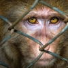 뉴럴링크·美 UC 데이비스대, 원숭이 실험 은폐 논란