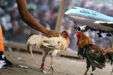 [단독] 대한항공 '불법 싸움닭 의심' 화물 운송 거절…'동물 밀수 파이프라인' 봉쇄